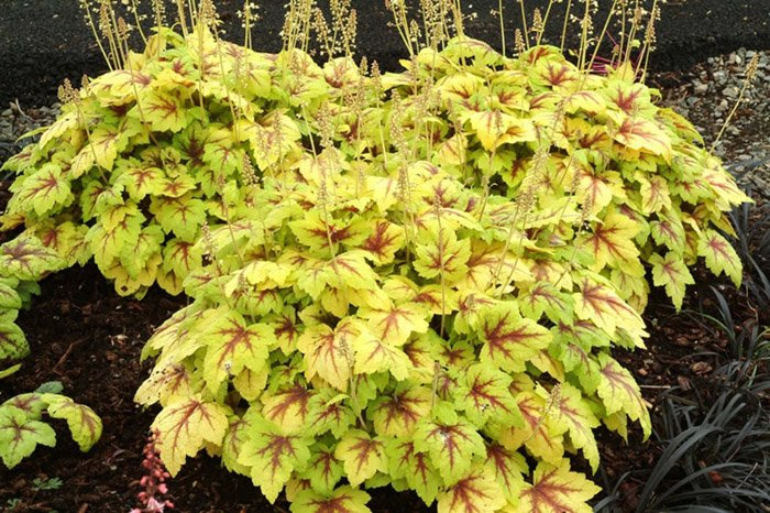 Превью изображения