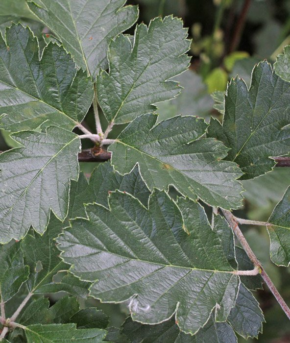 Превью изображения