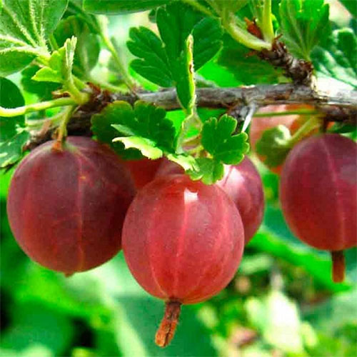 Превью изображения