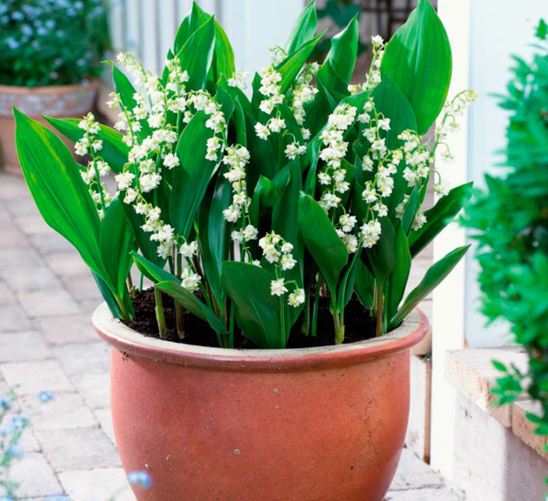 Превью изображения