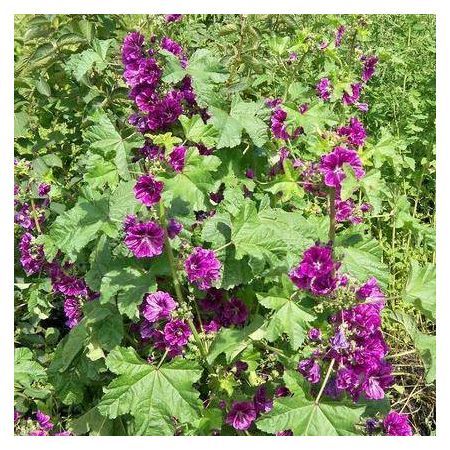 Превью изображения