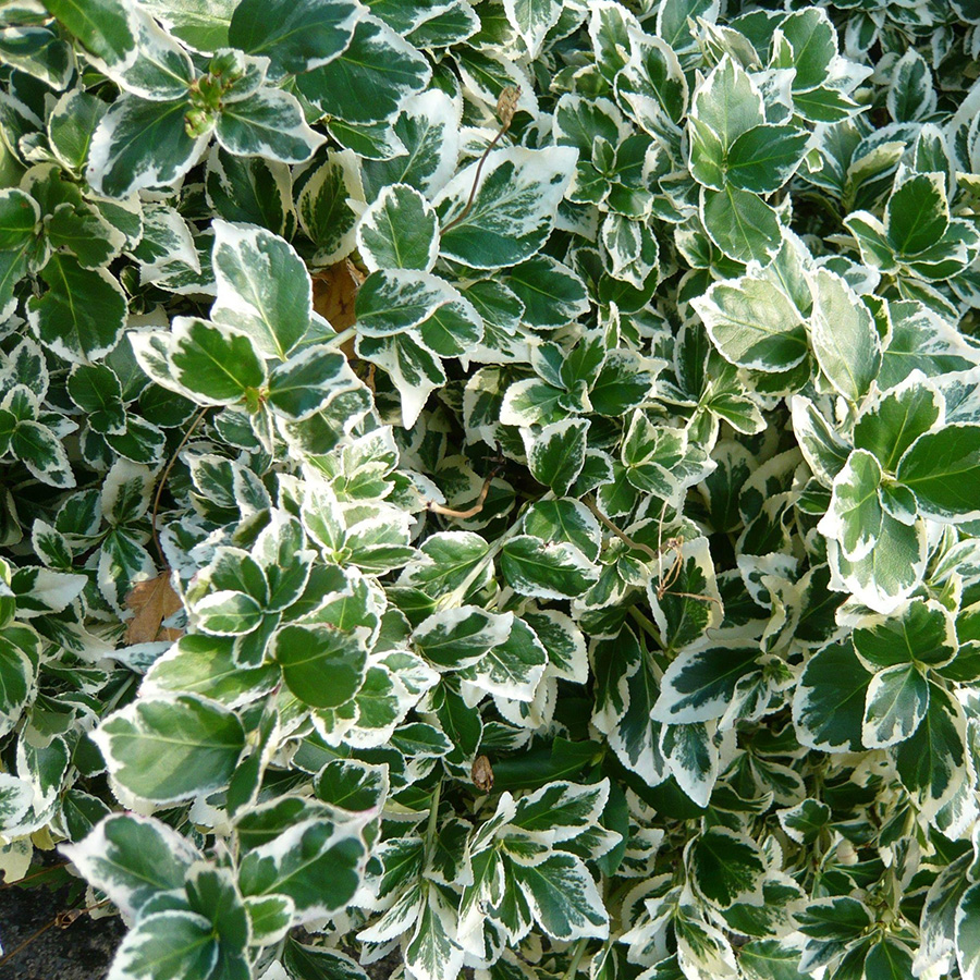 Превью изображения