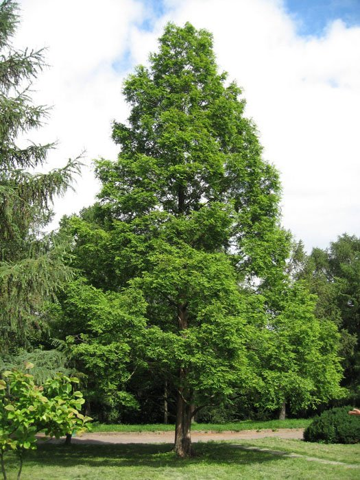 Превью изображения