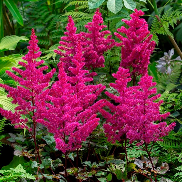 Превью изображения