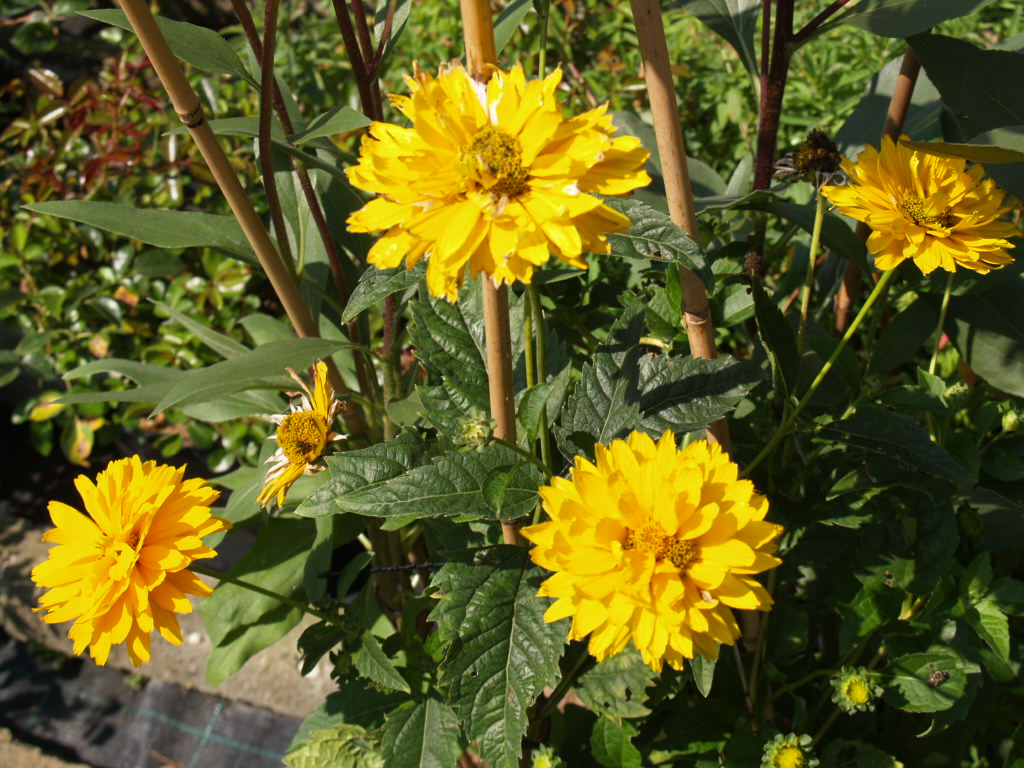 Превью изображения