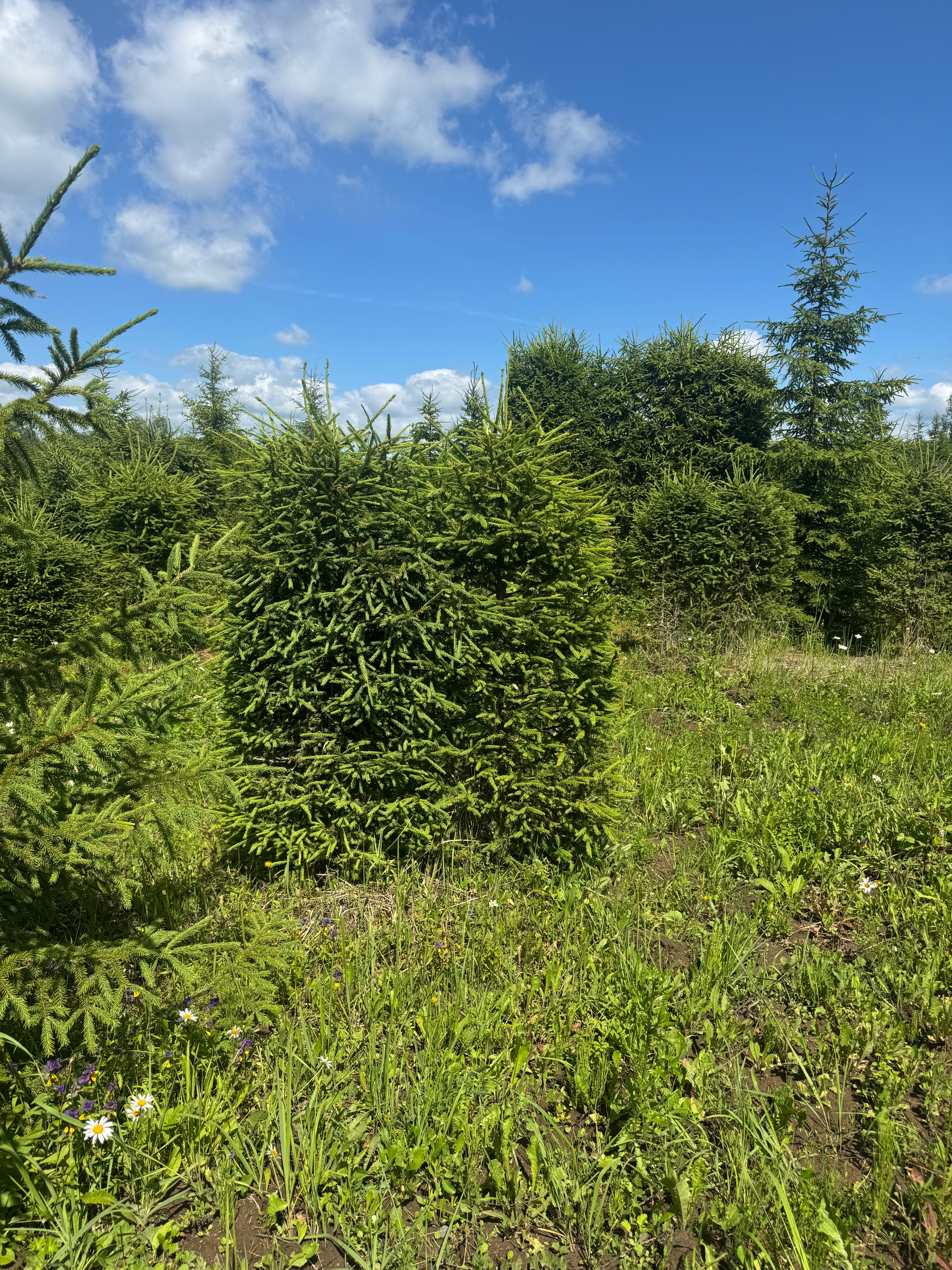 Превью изображения