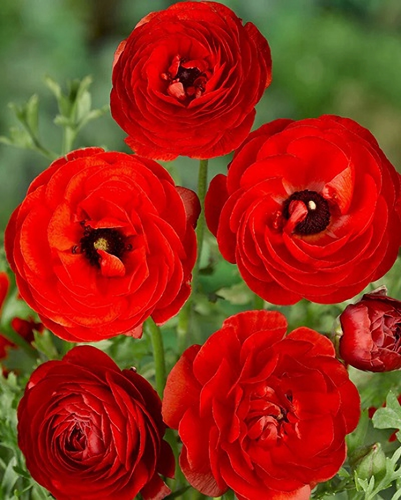 Превью изображения