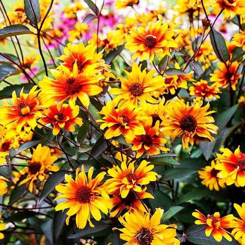 Превью изображения