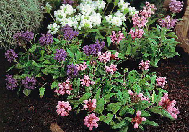 Превью изображения