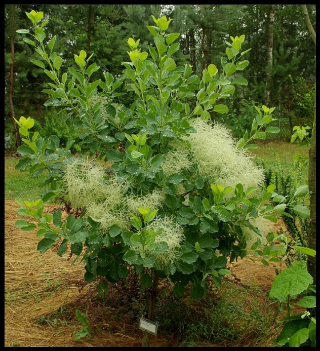 Превью изображения