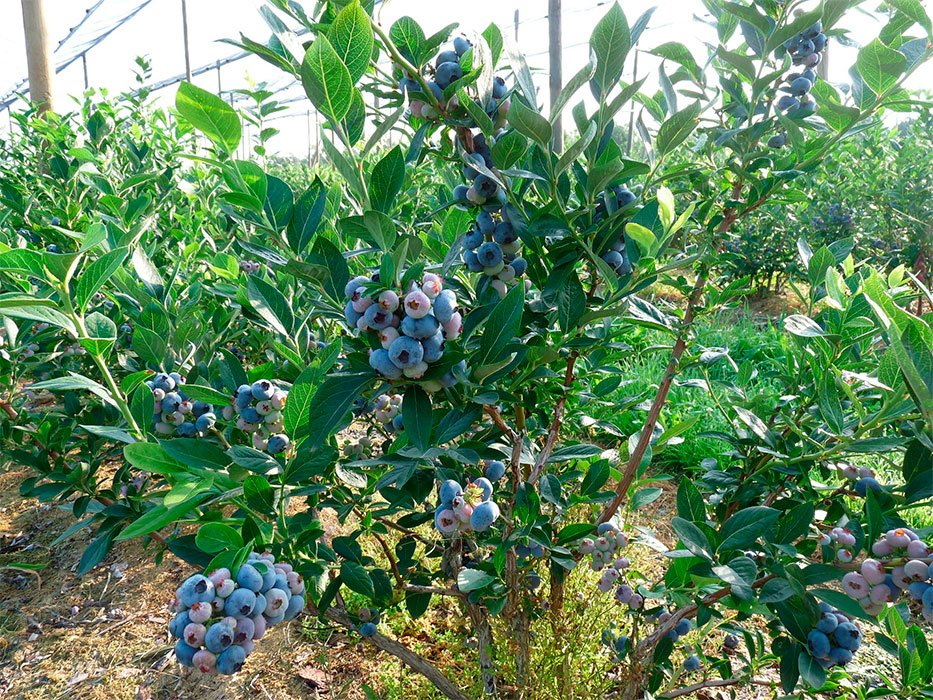 Превью изображения