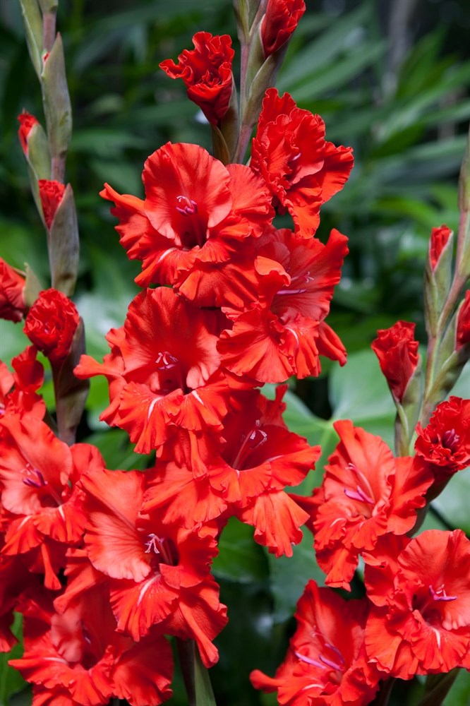 Превью изображения