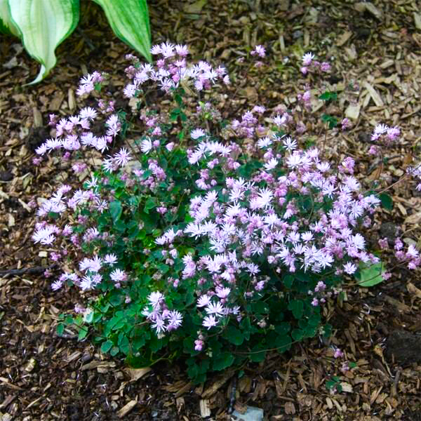 Превью изображения