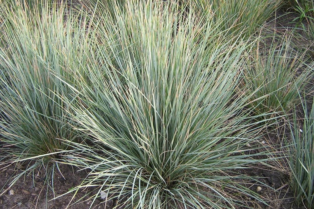 Превью изображения