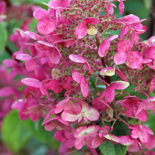 Превью изображения