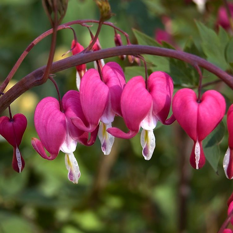 Превью изображения