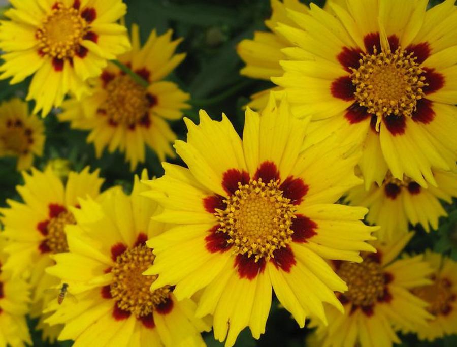 Превью изображения