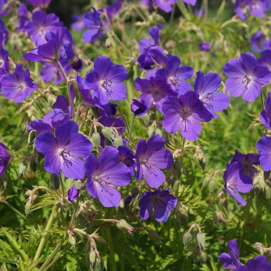 Превью изображения