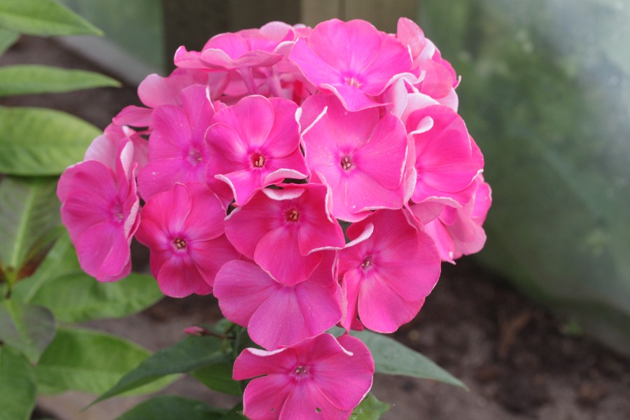 Превью изображения