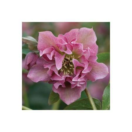 Превью изображения