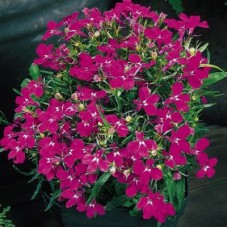 Превью изображения