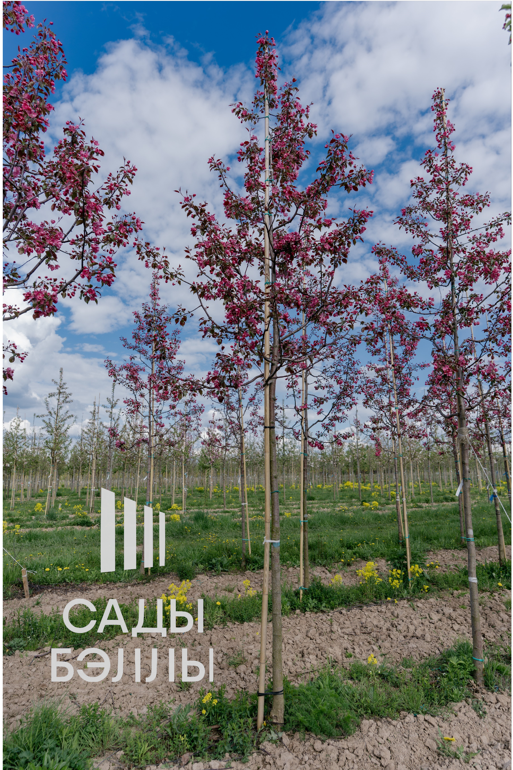 Превью изображения