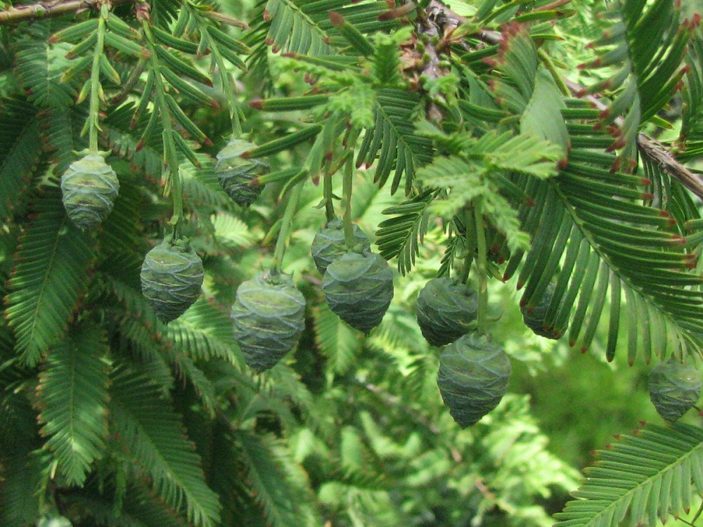 Превью изображения