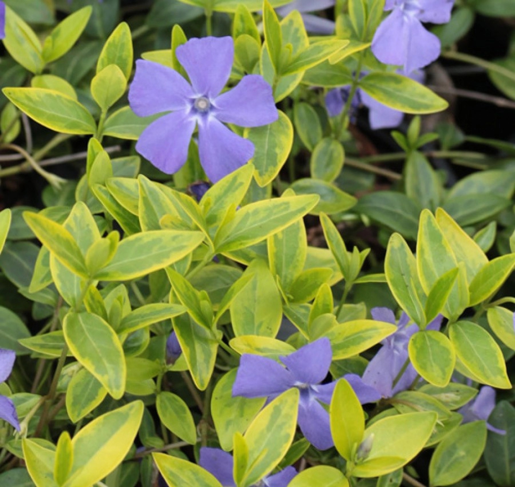 Превью изображения