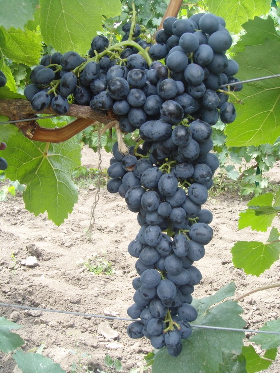 Превью изображения