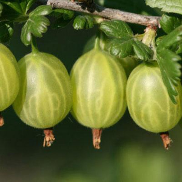 Превью изображения