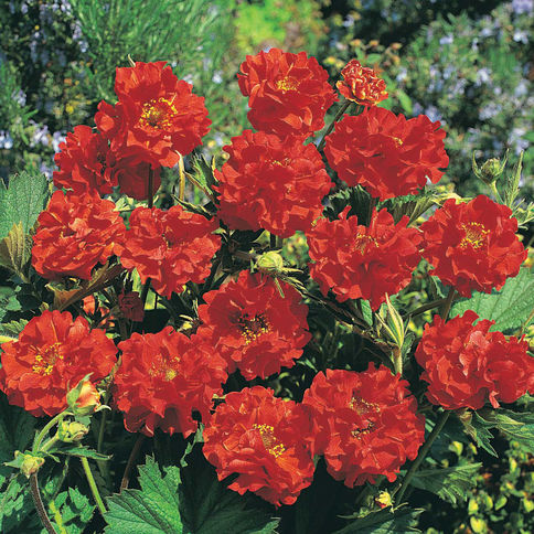 Превью изображения