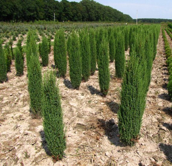 Превью изображения