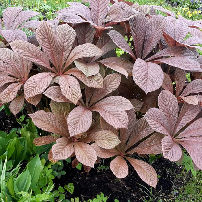 Превью изображения