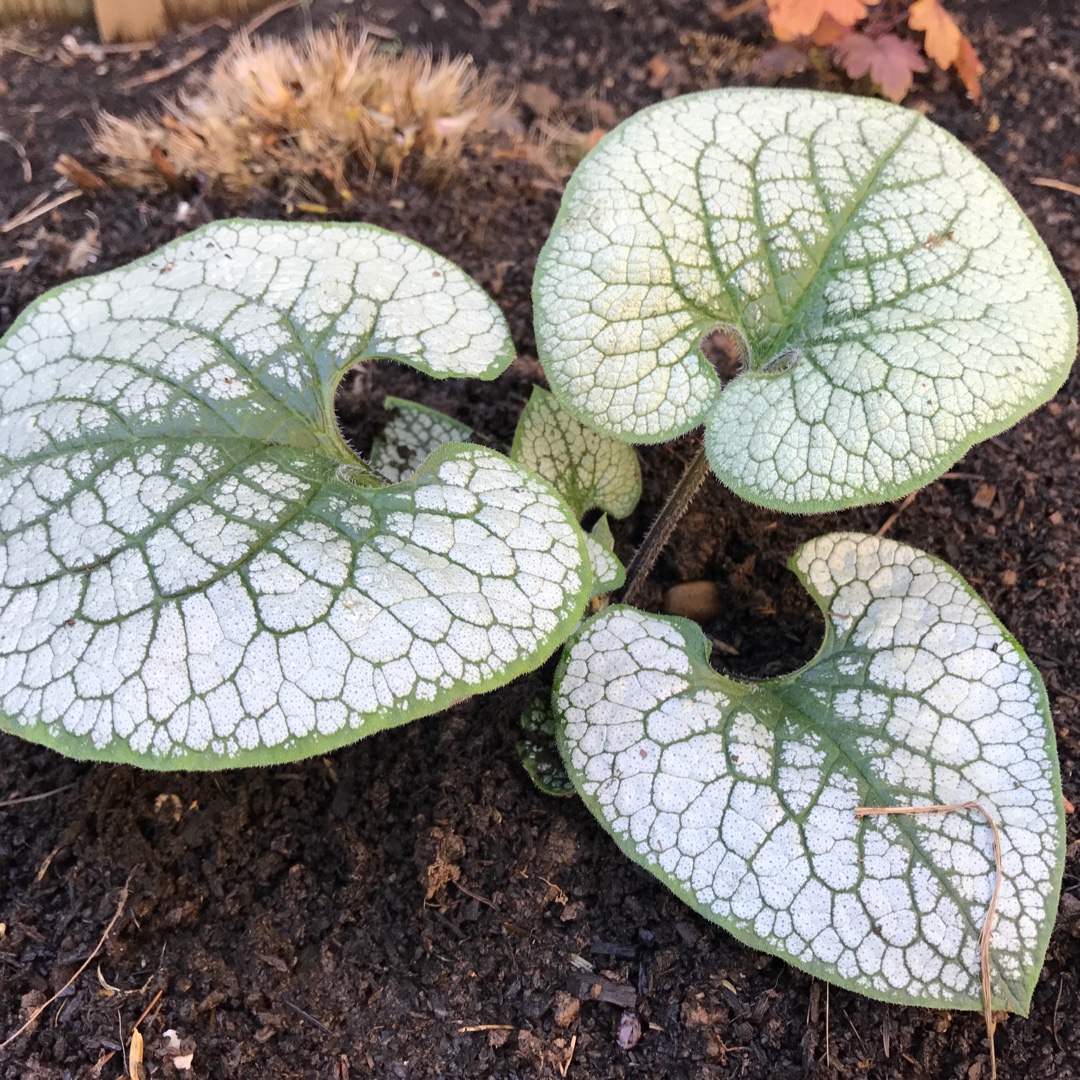 Превью изображения