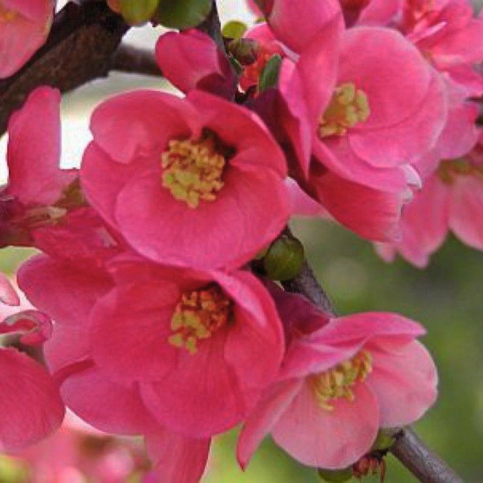 Превью изображения