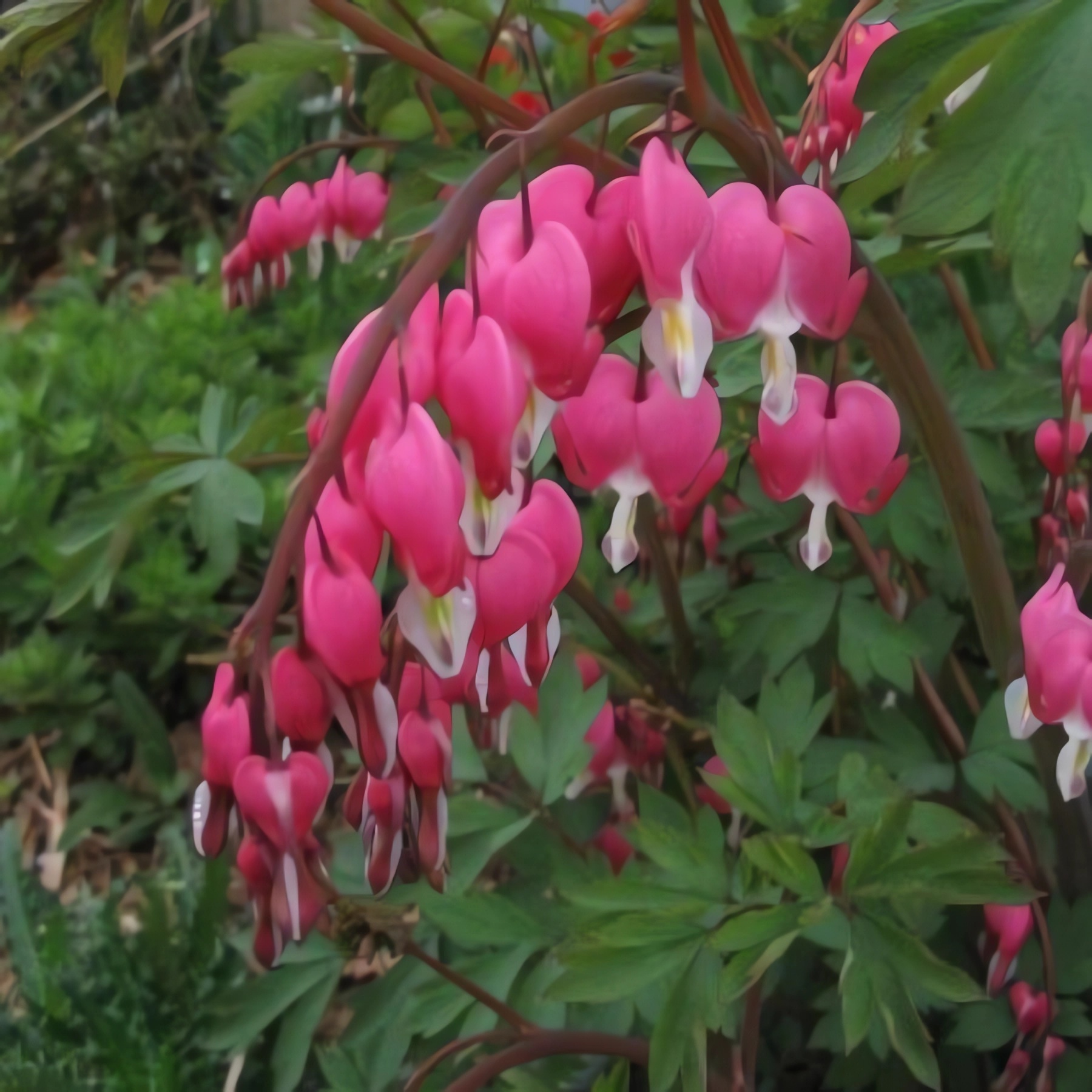 Превью изображения