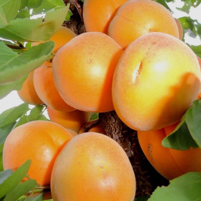 Превью изображения