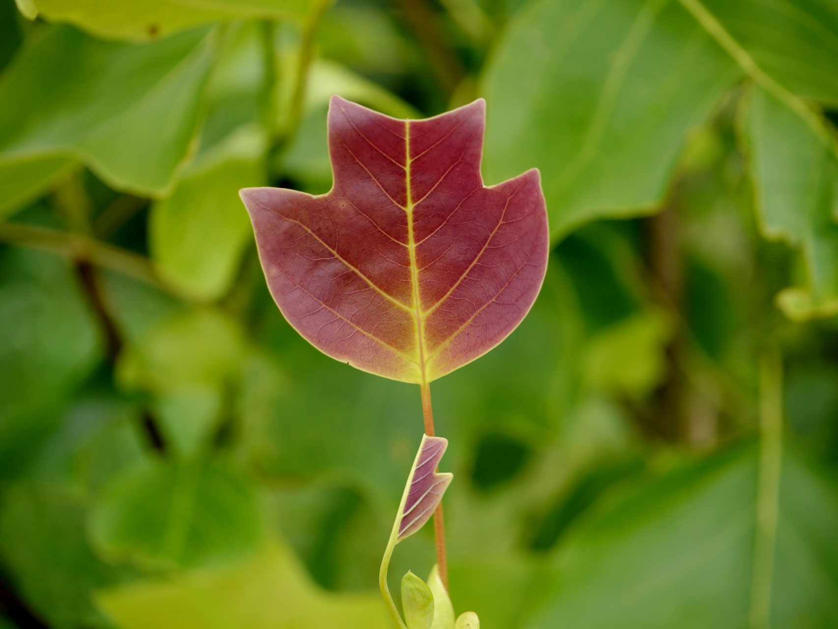 Превью изображения