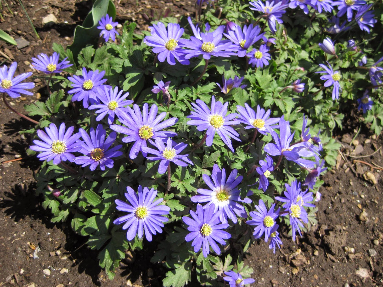 Превью изображения