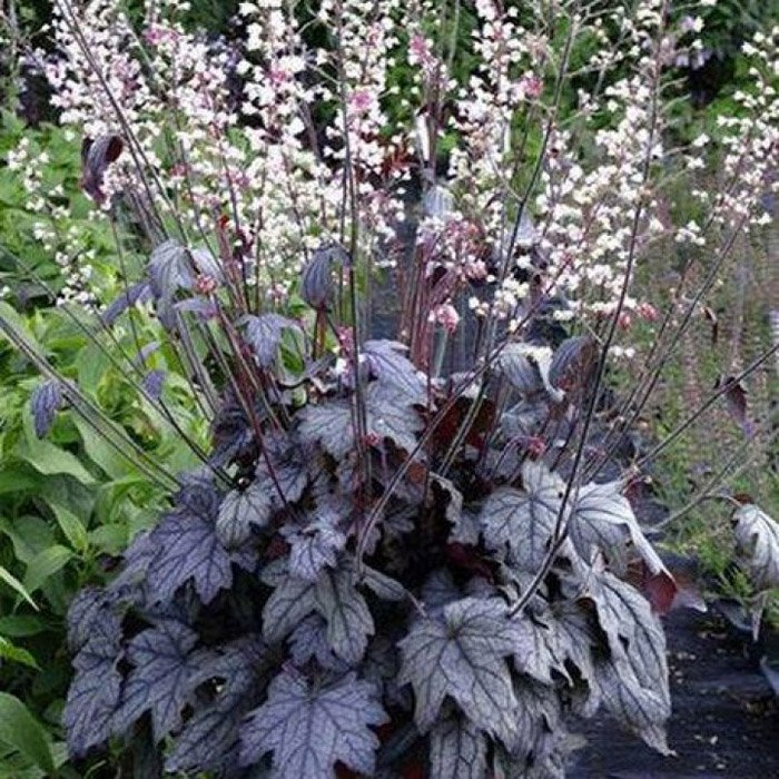 Превью изображения