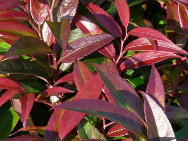 Превью изображения