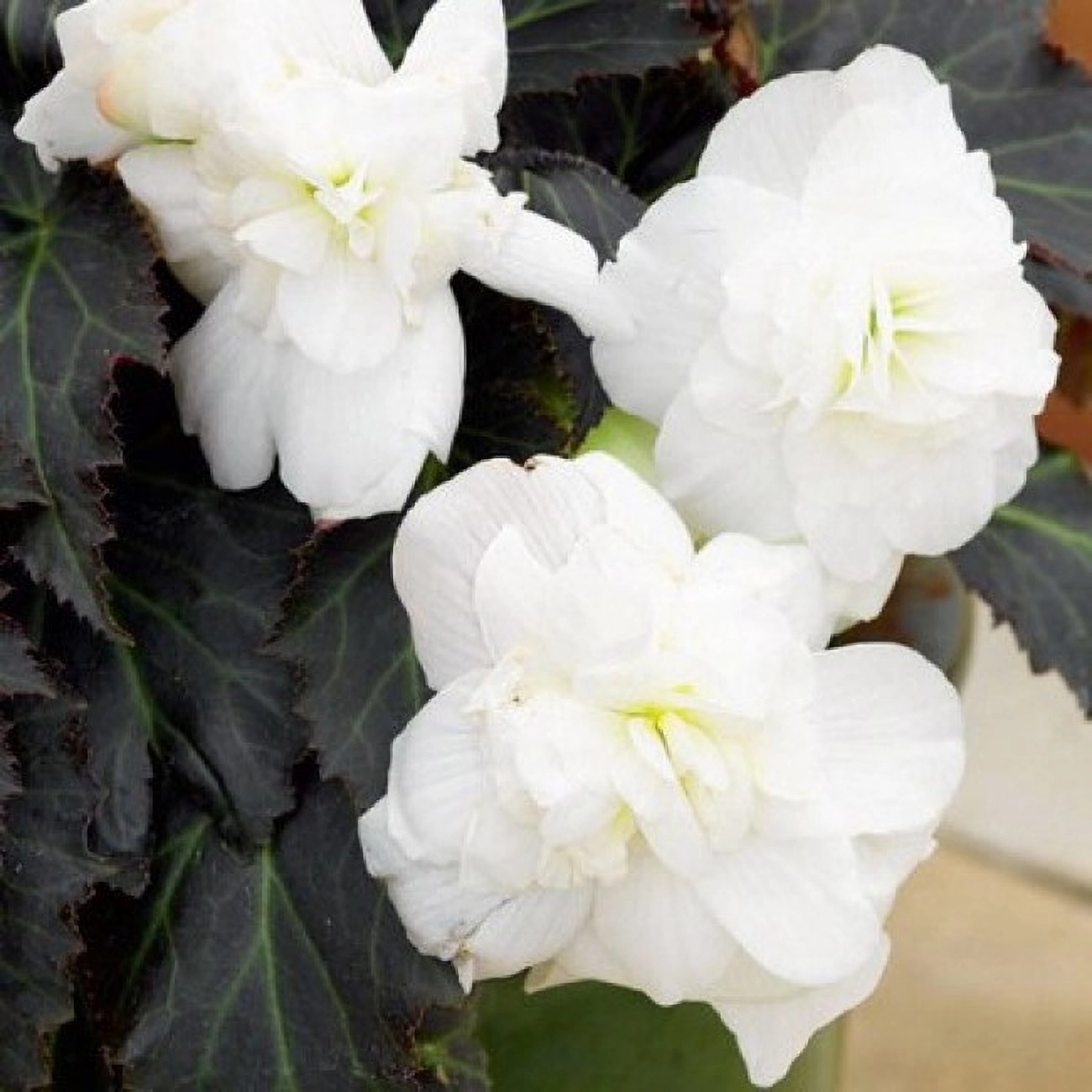 Превью изображения