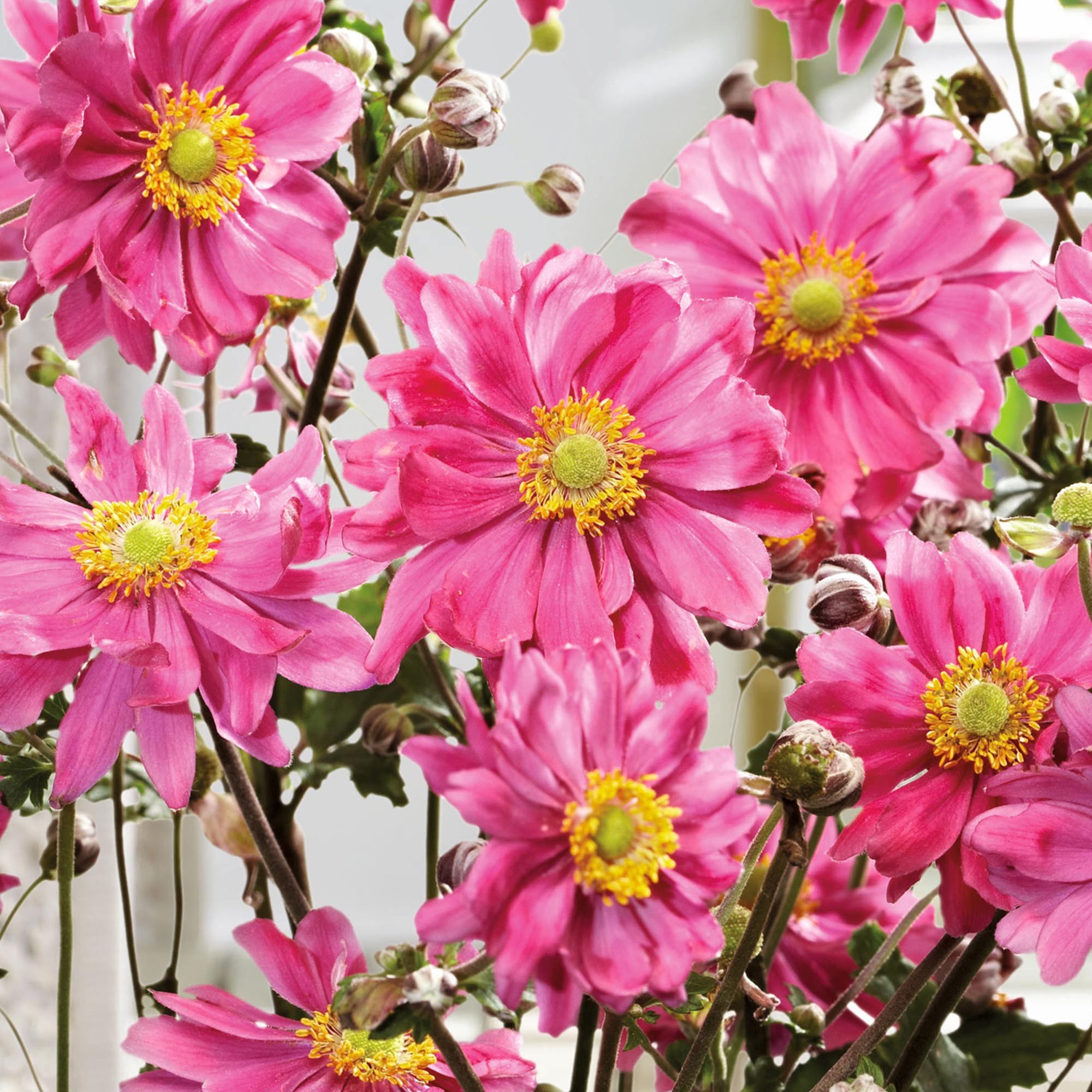 Превью изображения