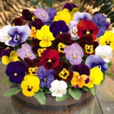 Превью изображения