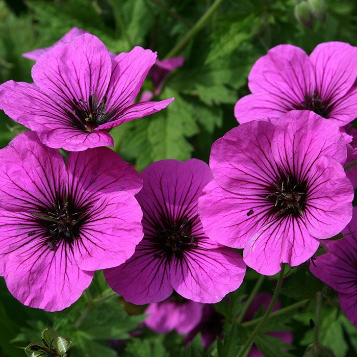 Превью изображения