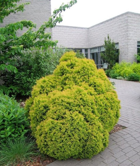 Превью изображения