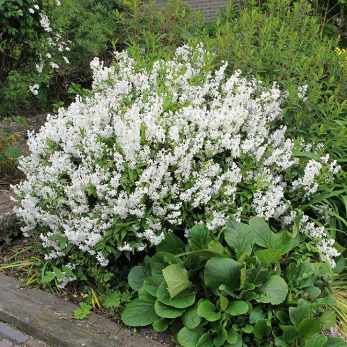 Превью изображения