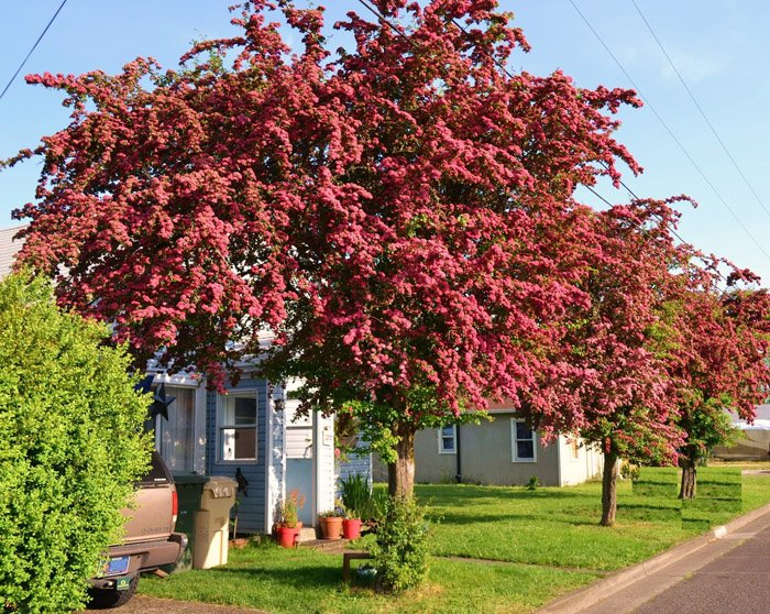 Превью изображения