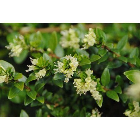 Превью изображения