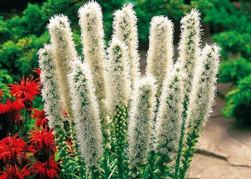 Превью изображения